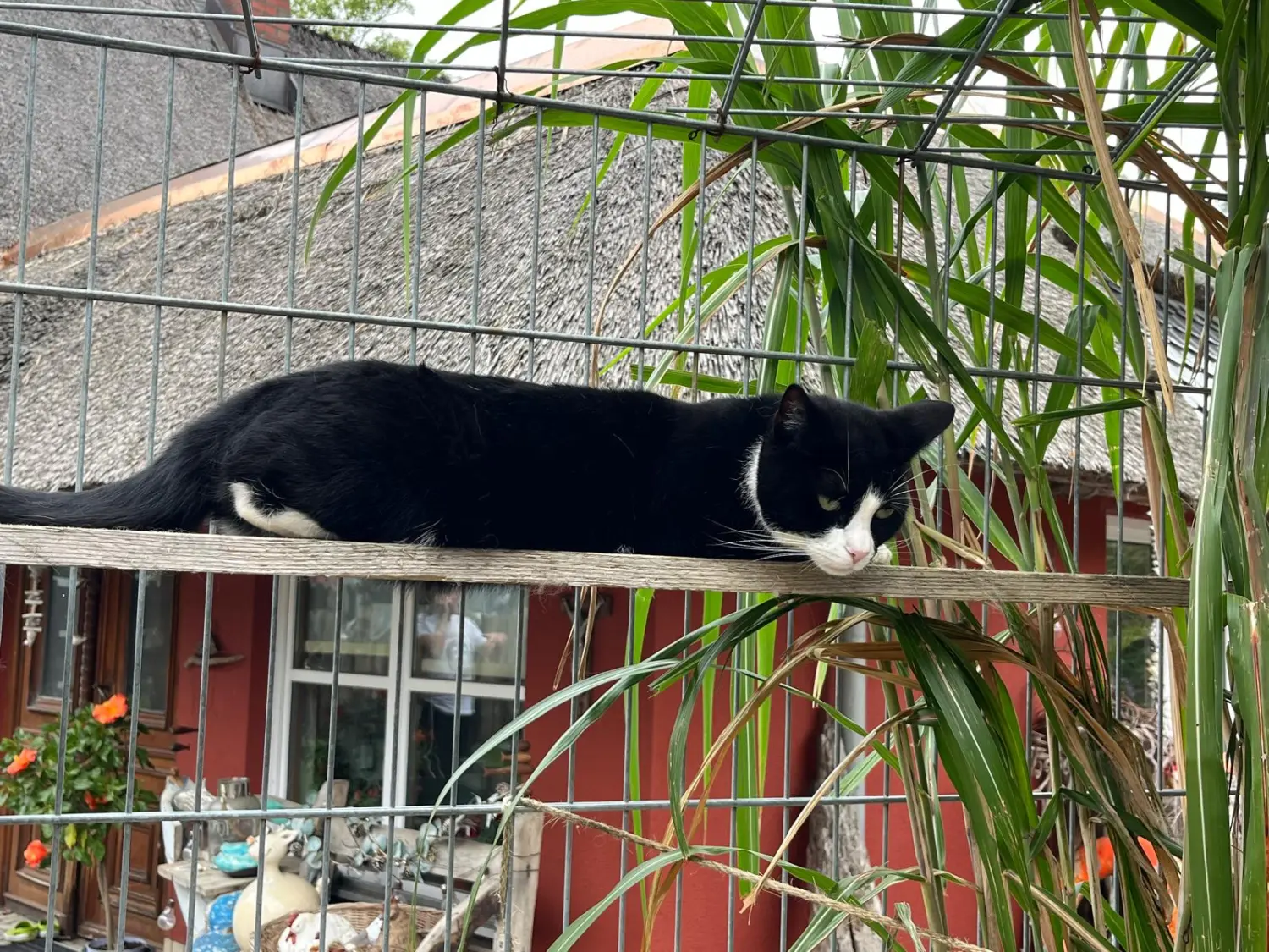 Katze von Sylvis Katzenpension