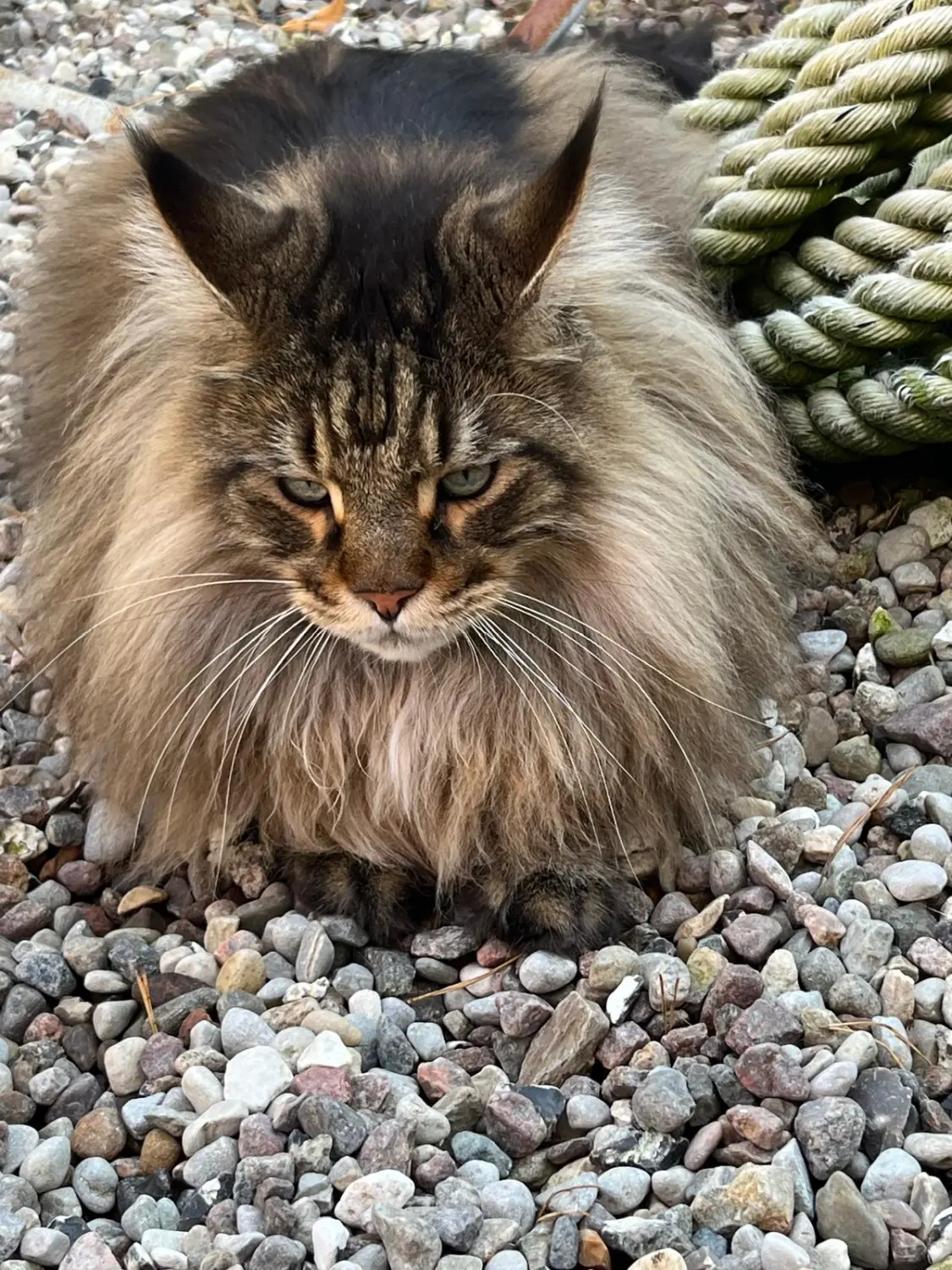Katze von Sylvis Katzenpension
