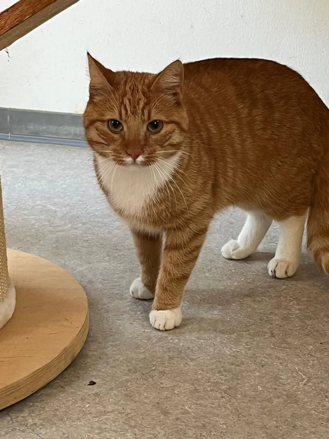 Katze von Sylvis Katzenpension