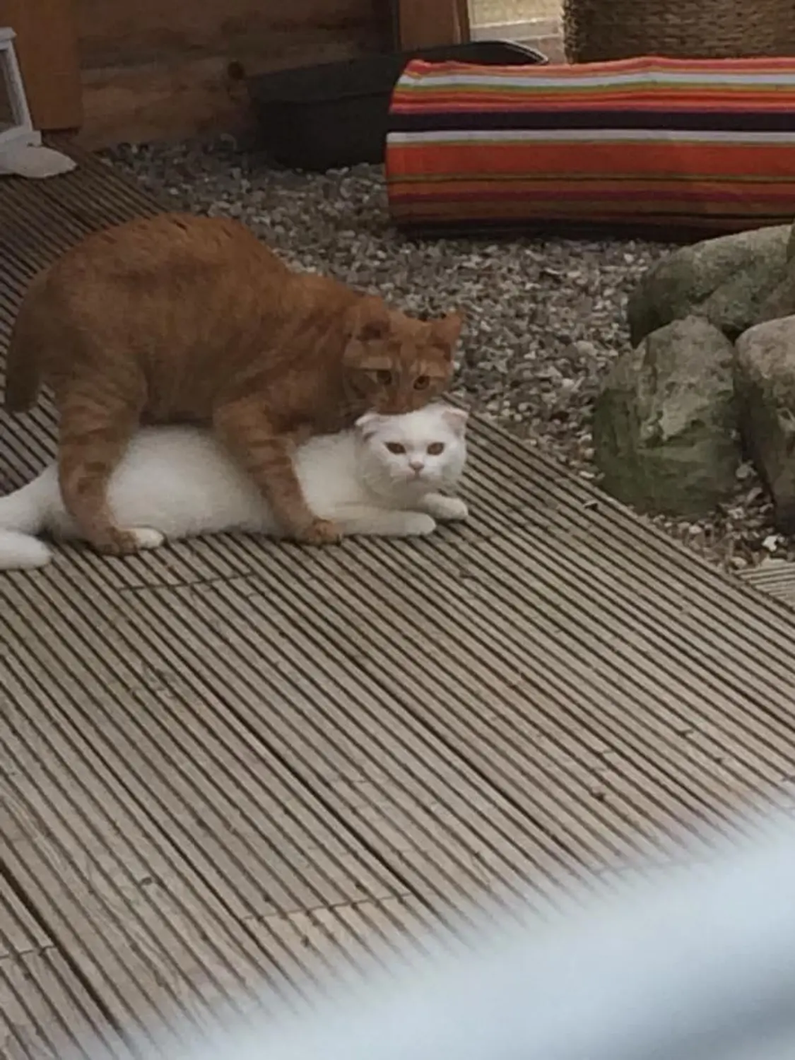 Katze von Sylvis Katzenpension