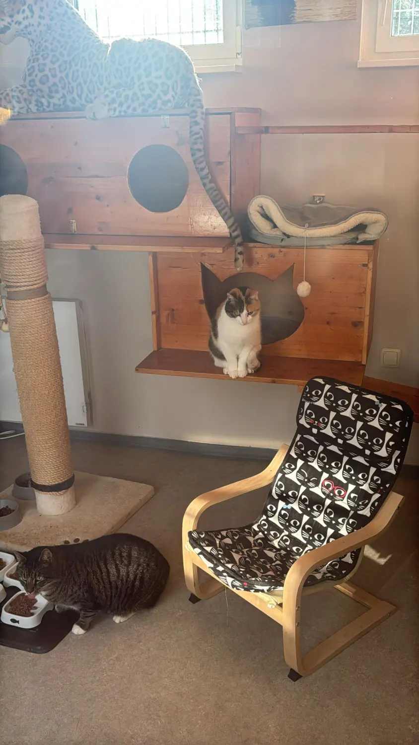 Katze von Sylvis Katzenpension