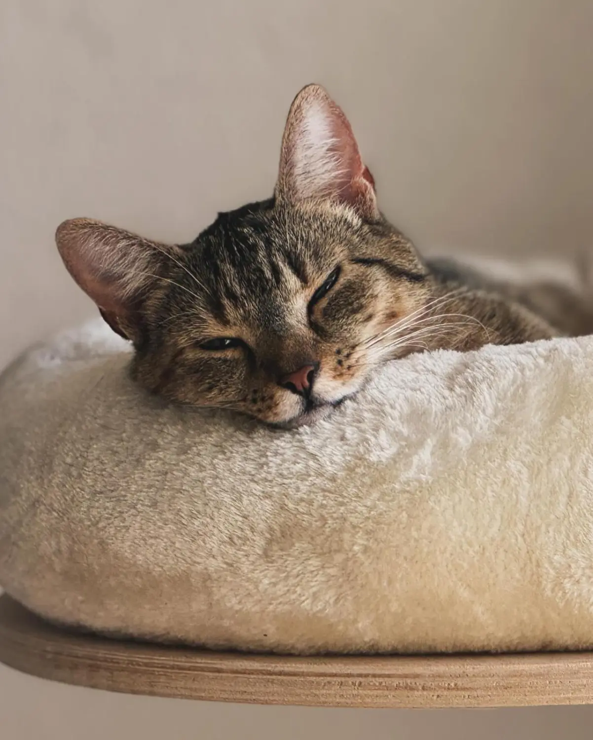 Katze von Sylvis Katzenpension