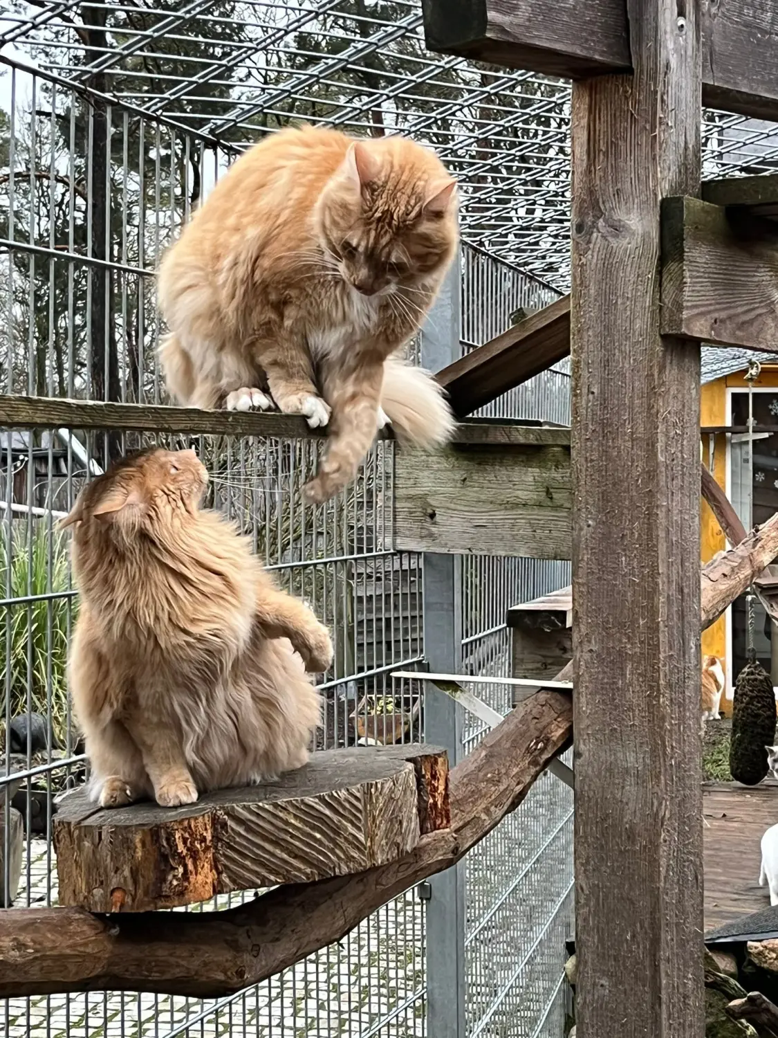 Katze von Sylvis Katzenpension