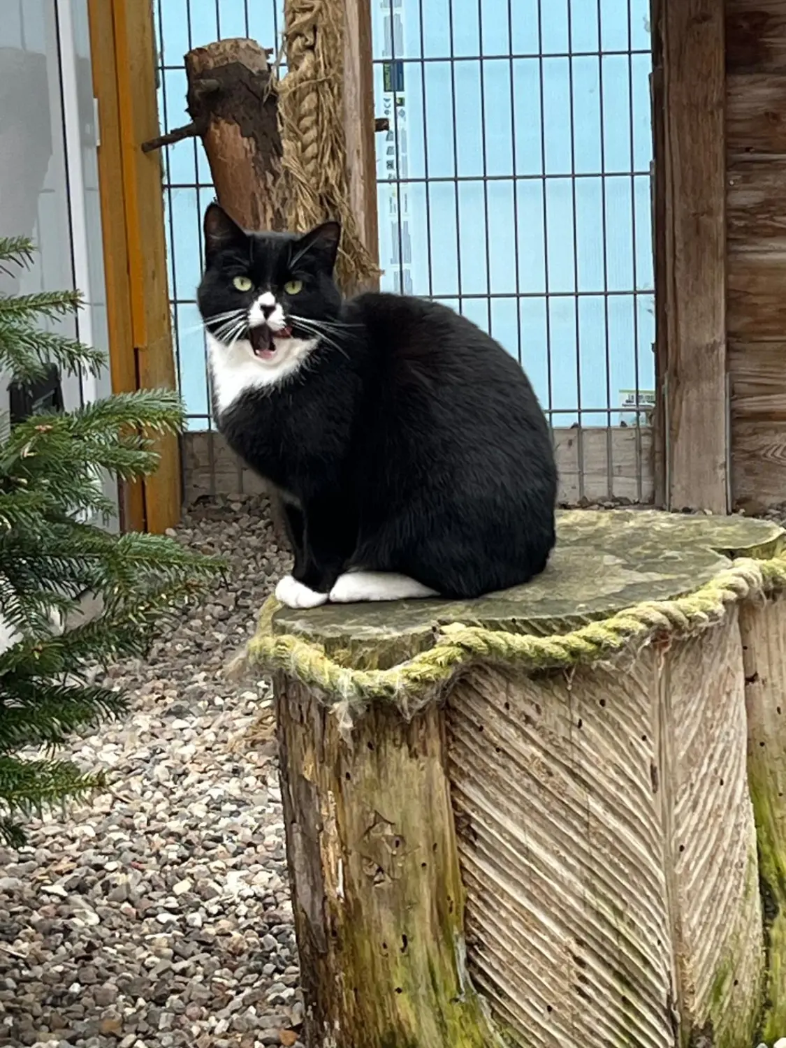Katze von Sylvis Katzenpension