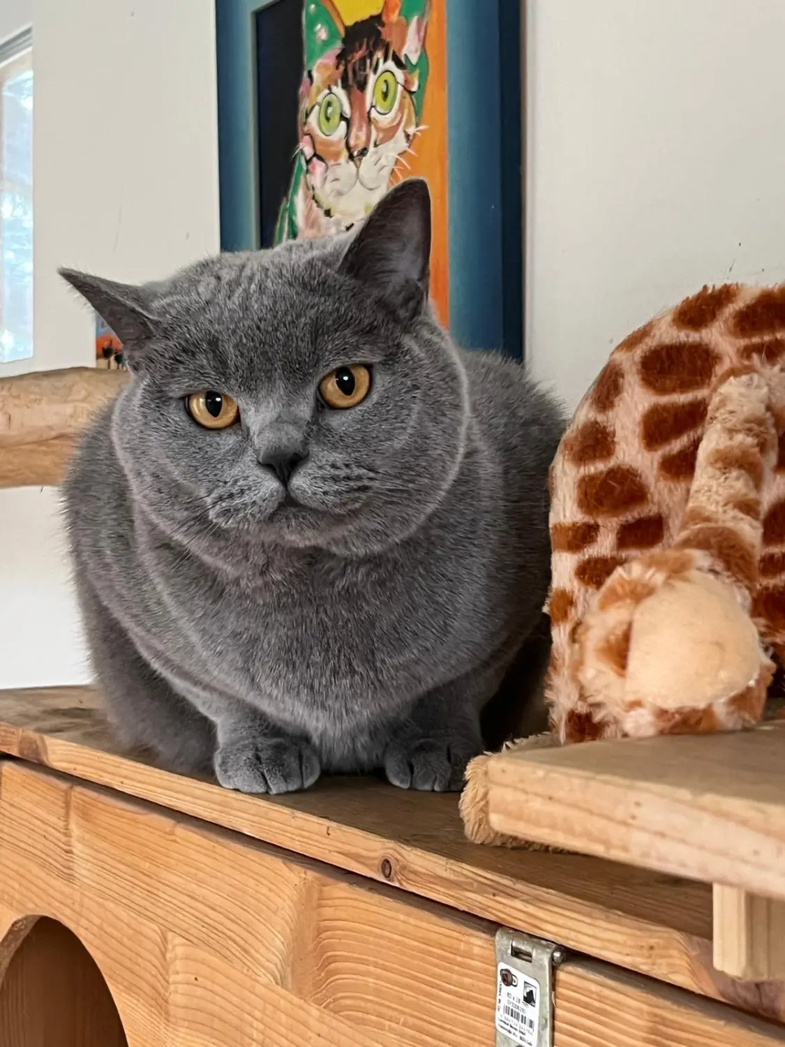 Katze von Sylvis Katzenpension