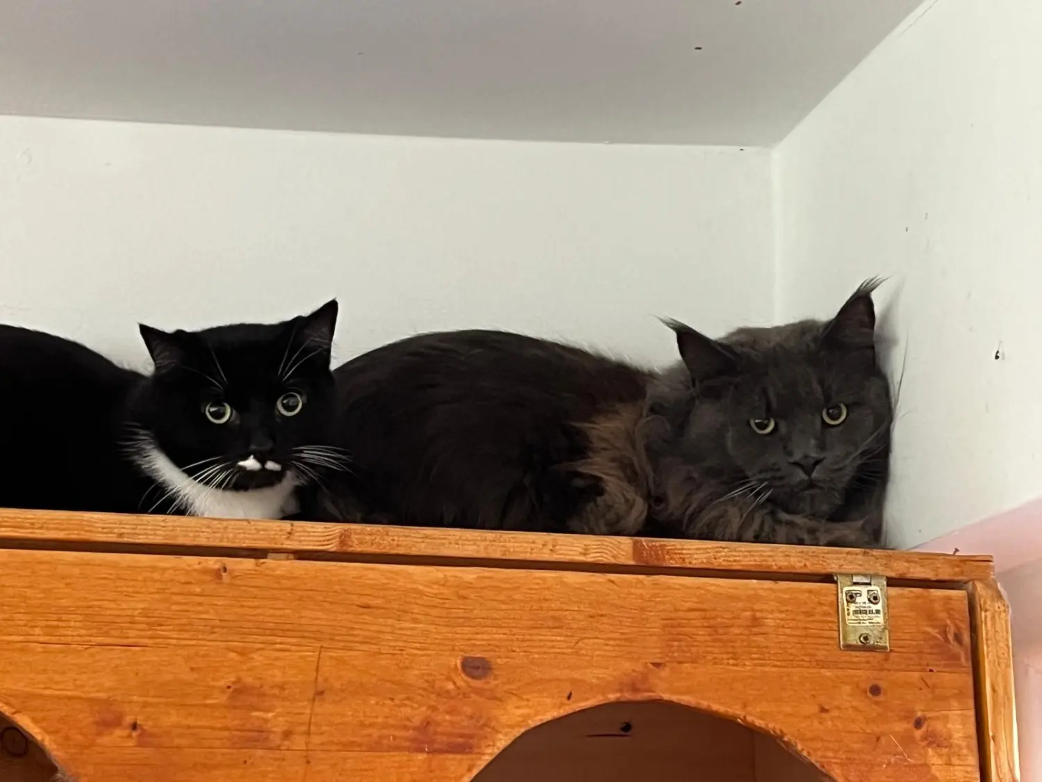 Katze von Sylvis Katzenpension