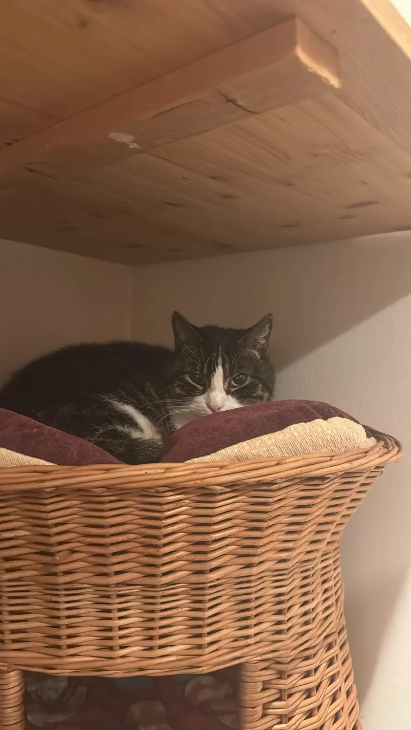 Katze von Sylvis Katzenpension