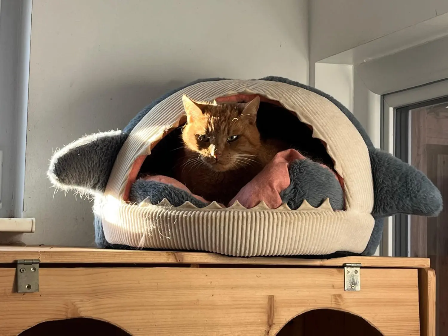 Katze von Sylvis Katzenpension