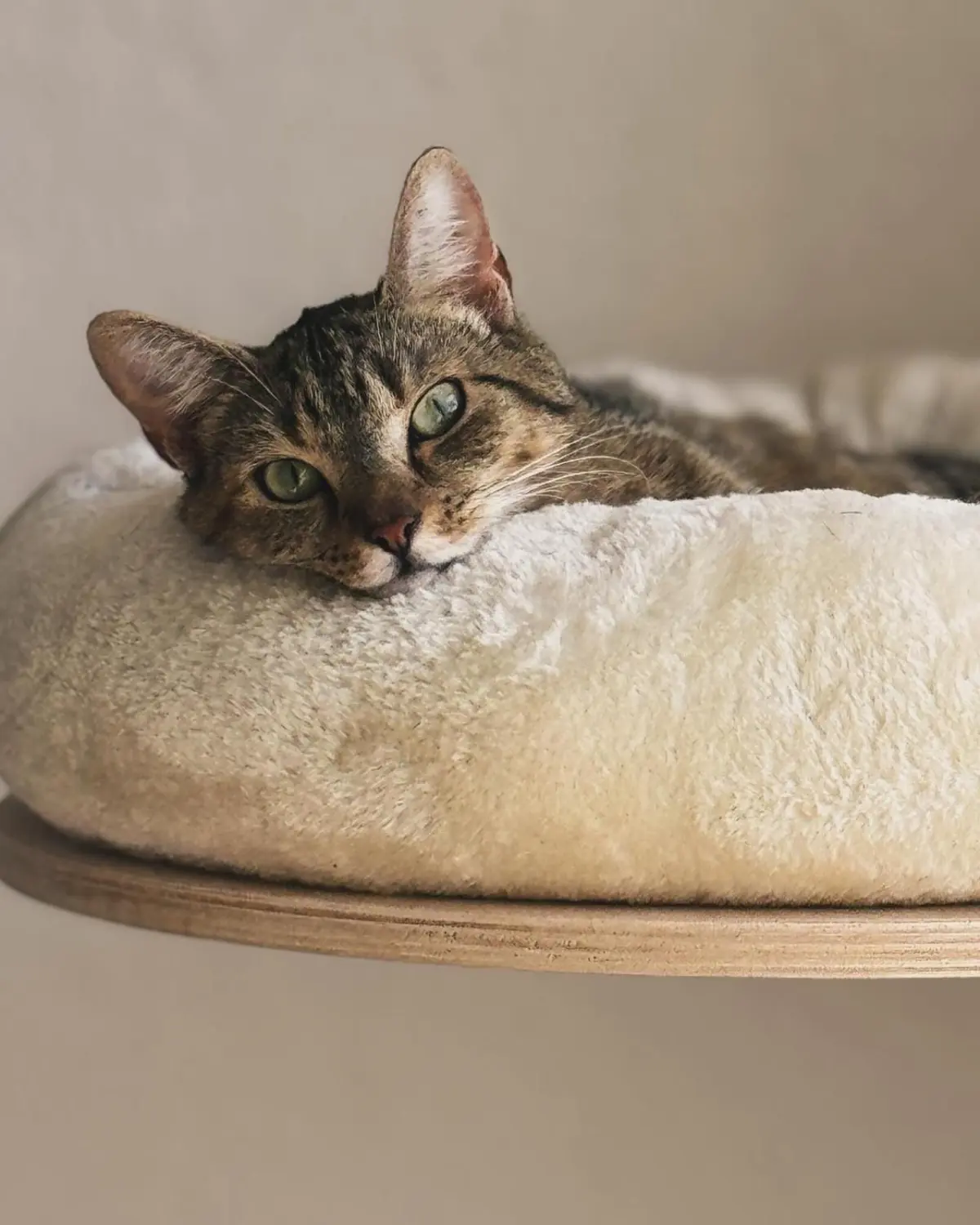 Katze von Sylvis Katzenpension