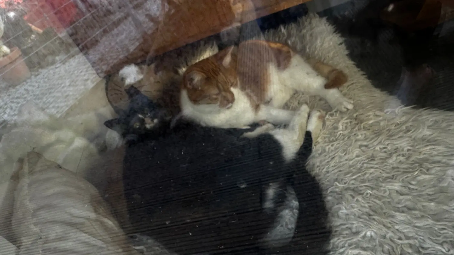 Katze von Sylvis Katzenpension