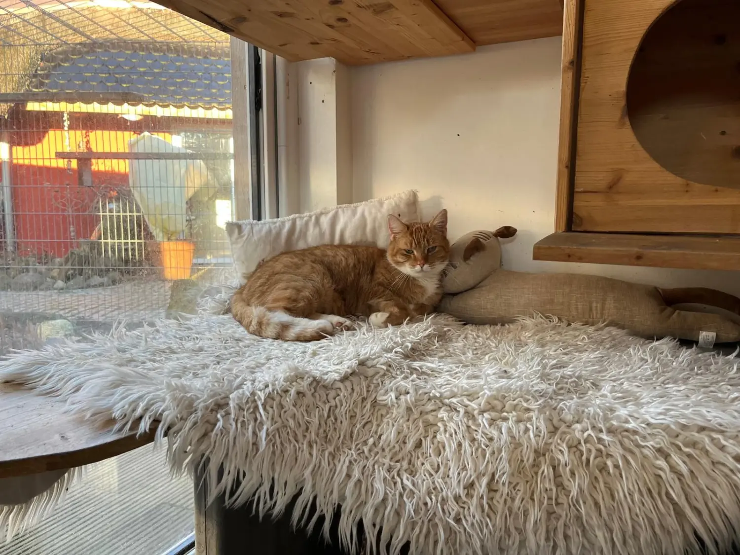 Katze von Sylvis Katzenpension
