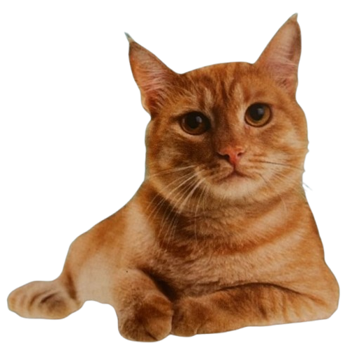 Katze von Sylvis Katzenpension