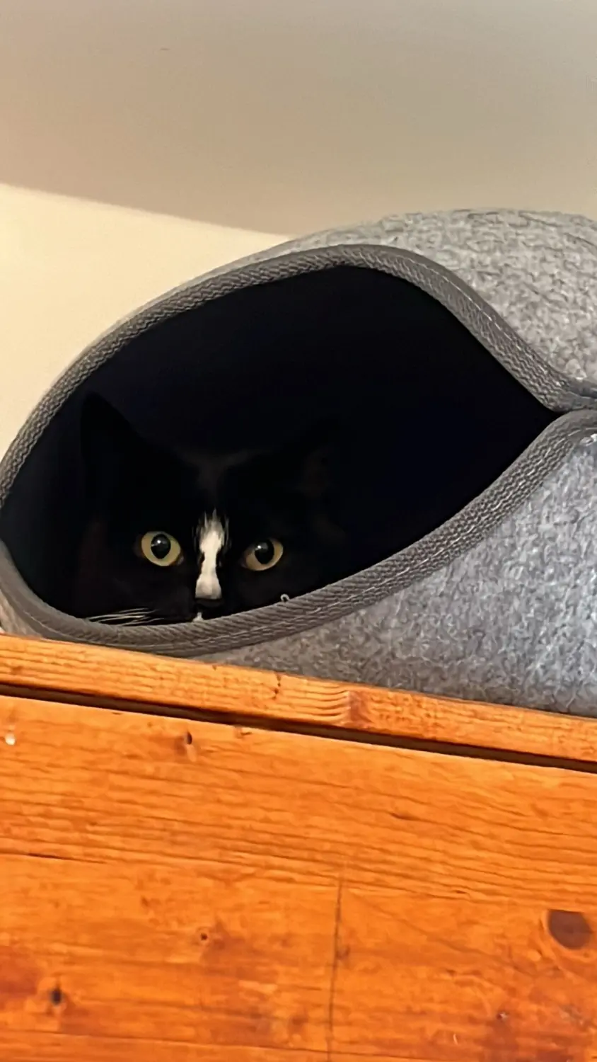 Katze von Sylvis Katzenpension