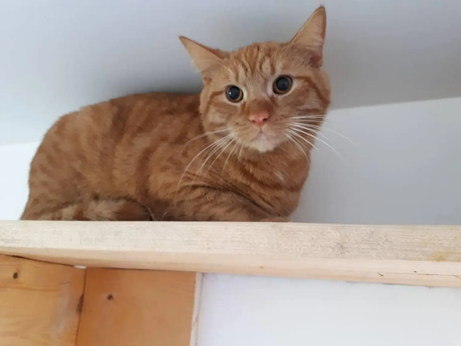 Katze von Sylvis Katzenpension