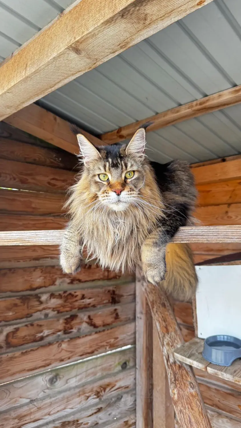 Katze von Sylvis Katzenpension