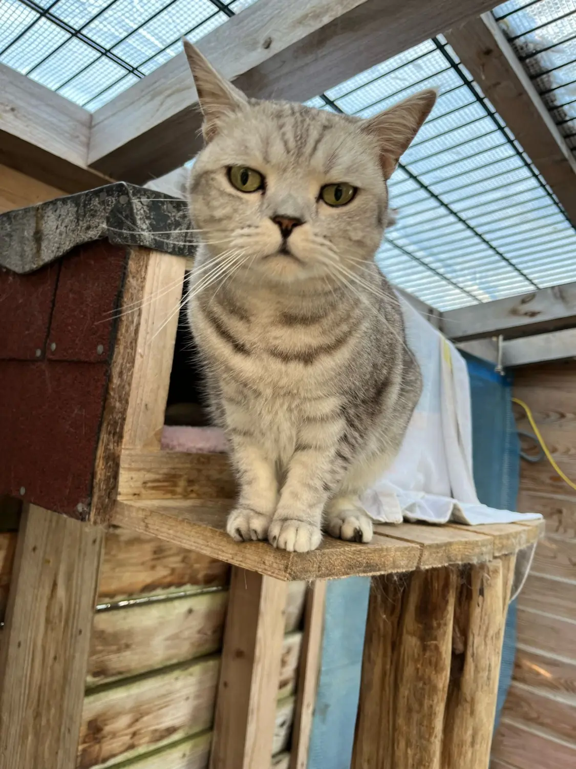 Katze von Sylvis Katzenpension