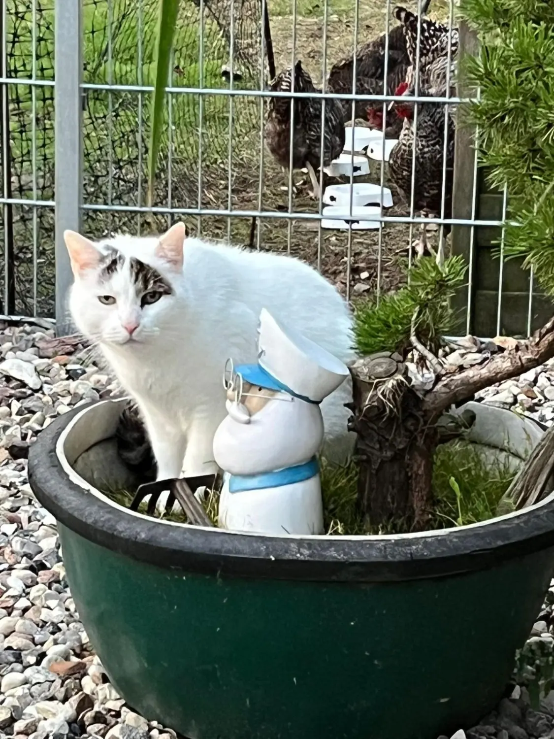 Katze von Sylvis Katzenpension