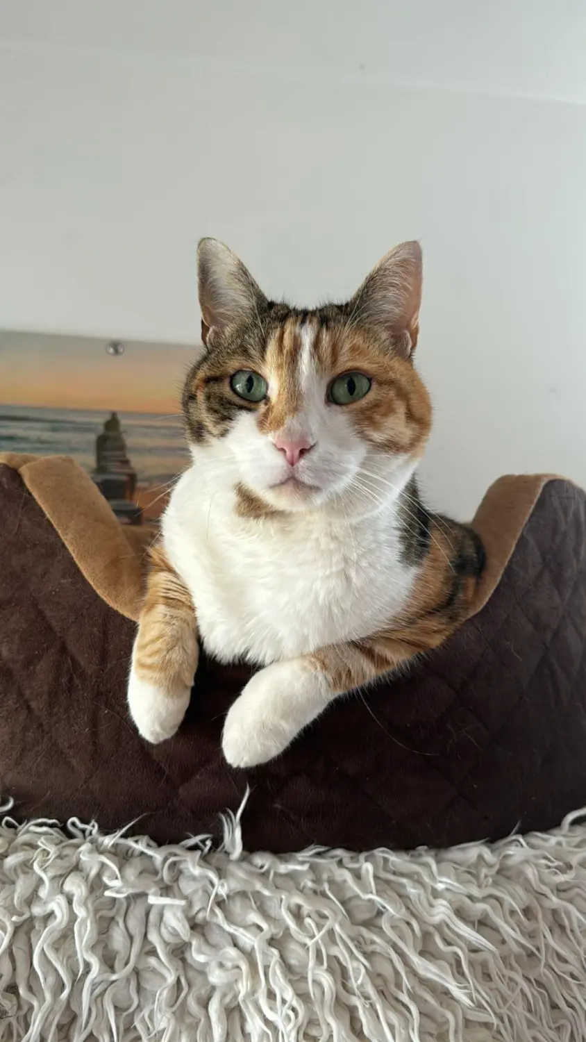 Katze von Sylvis Katzenpension