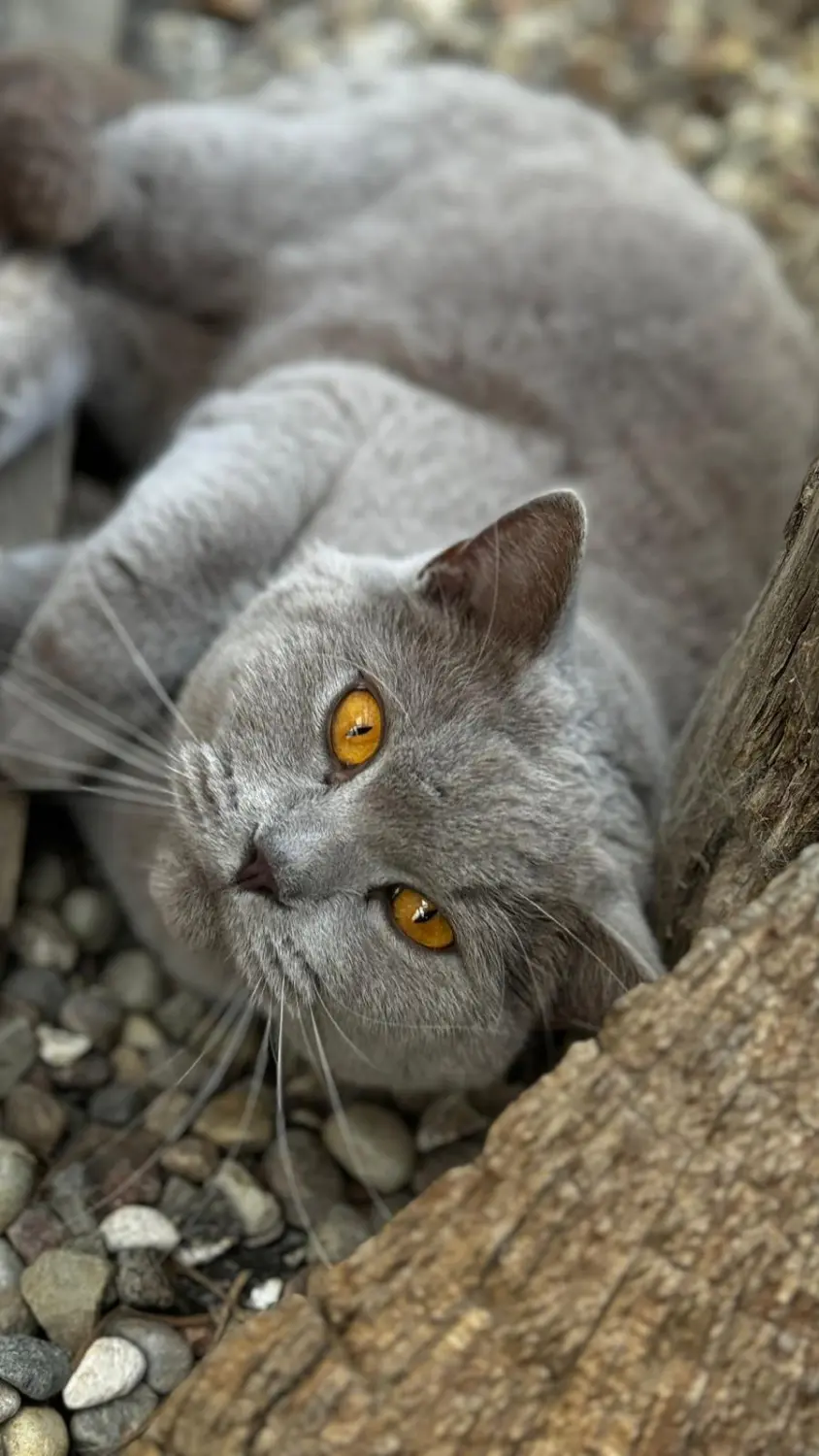 Katze von Sylvis Katzenpension