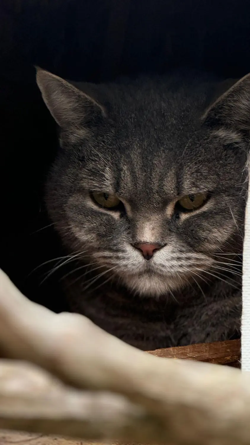 Katze von Sylvis Katzenpension