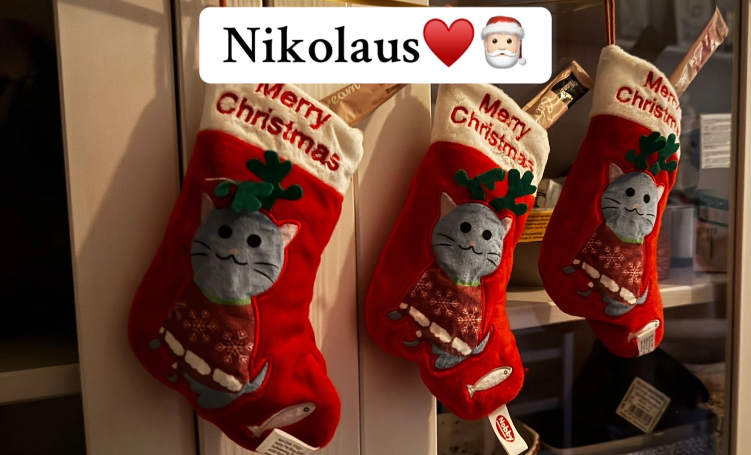 Katze von Sylvis Katzenpension